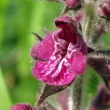 Stachys sylvatica