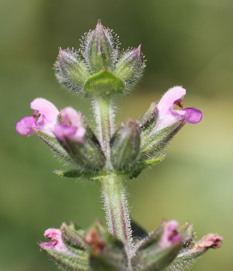 Image of Salvia verbenaca specimen.