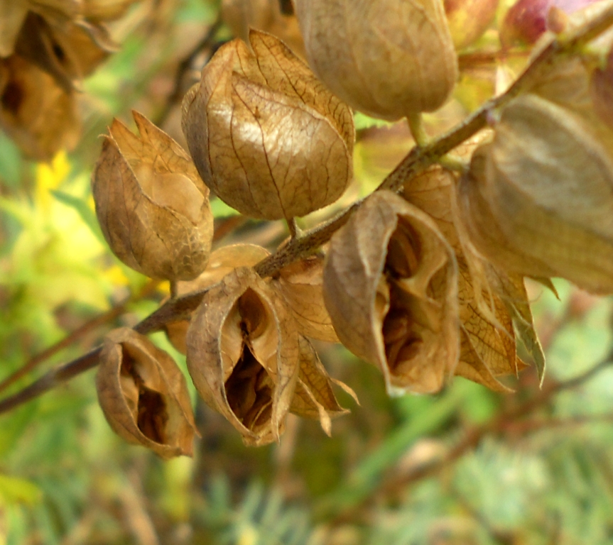 Изображение особи Rhinanthus vernalis.