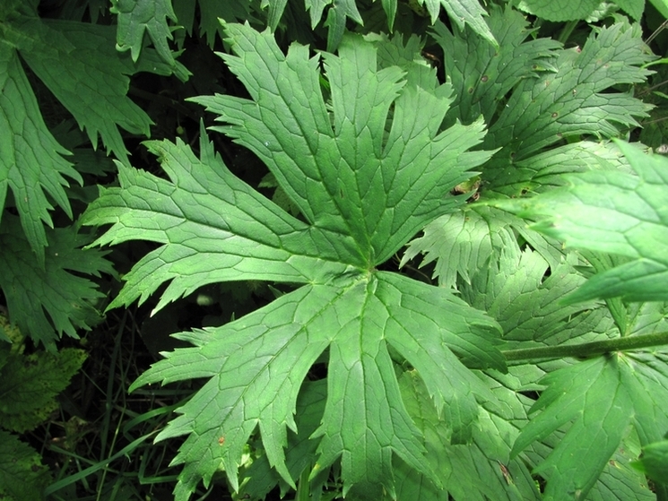 Изображение особи Aconitum septentrionale.