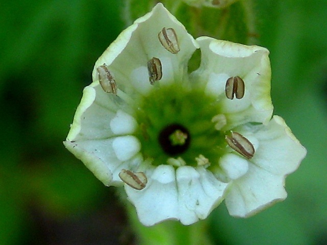 Изображение особи Gastrolychnis saxatilis.