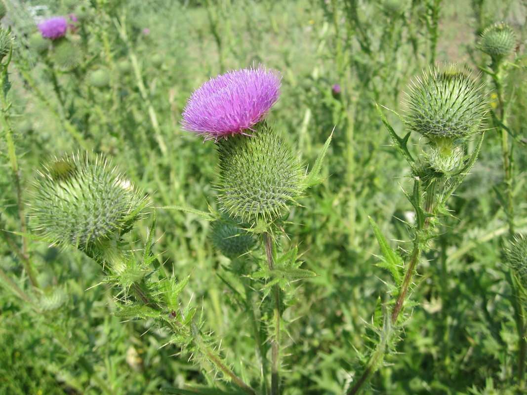 Изображение особи Cirsium vulgare.