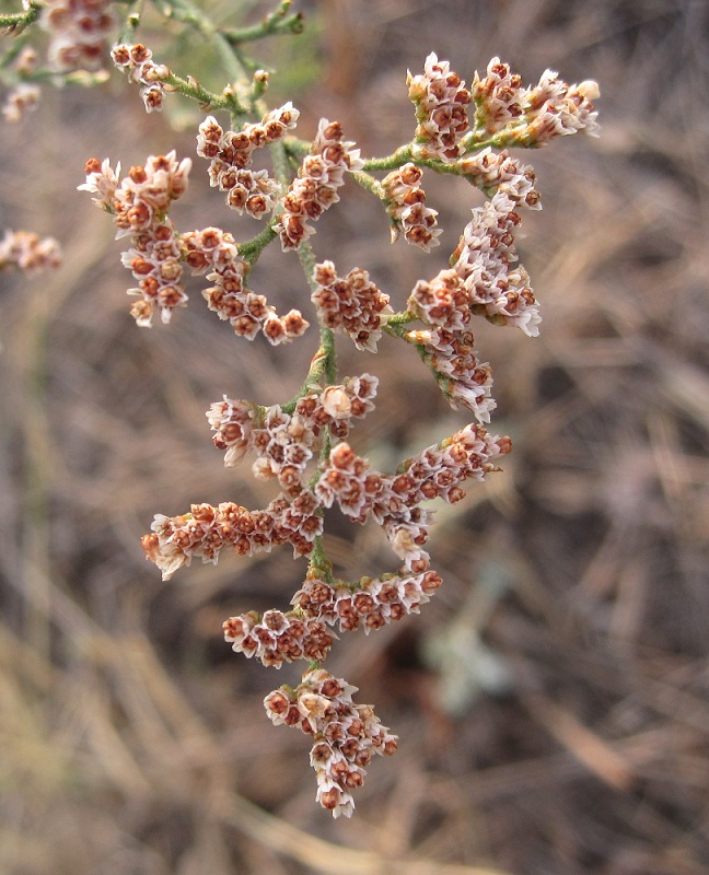 Image of Limonium coralloides specimen.