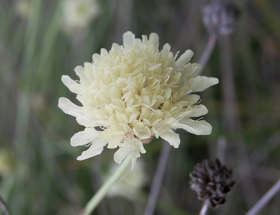 Изображение особи Cephalaria coriacea.