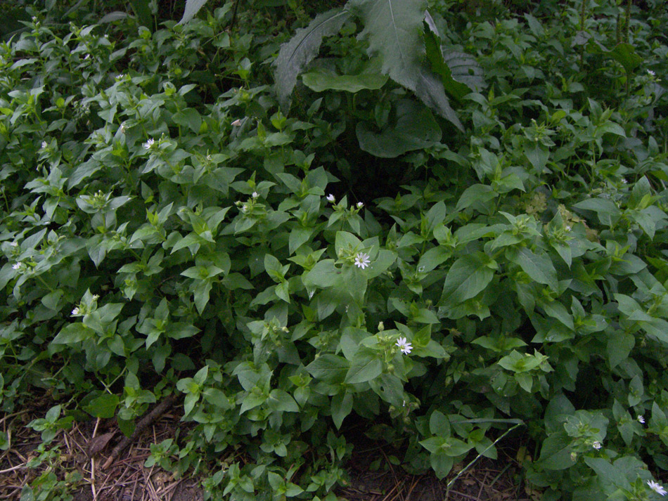 Image of Myosoton aquaticum specimen.