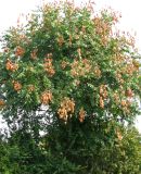 Koelreuteria paniculata. Небольшое плодоносящее дерево. Венгрия, Боршод-Абауй-Земплен, территория втозаправки в окр г. Мишкольц. 01.09.2012.