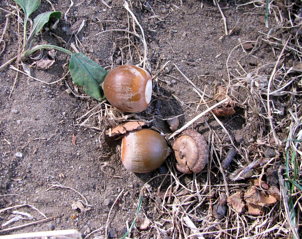 Image of Quercus rubra specimen.