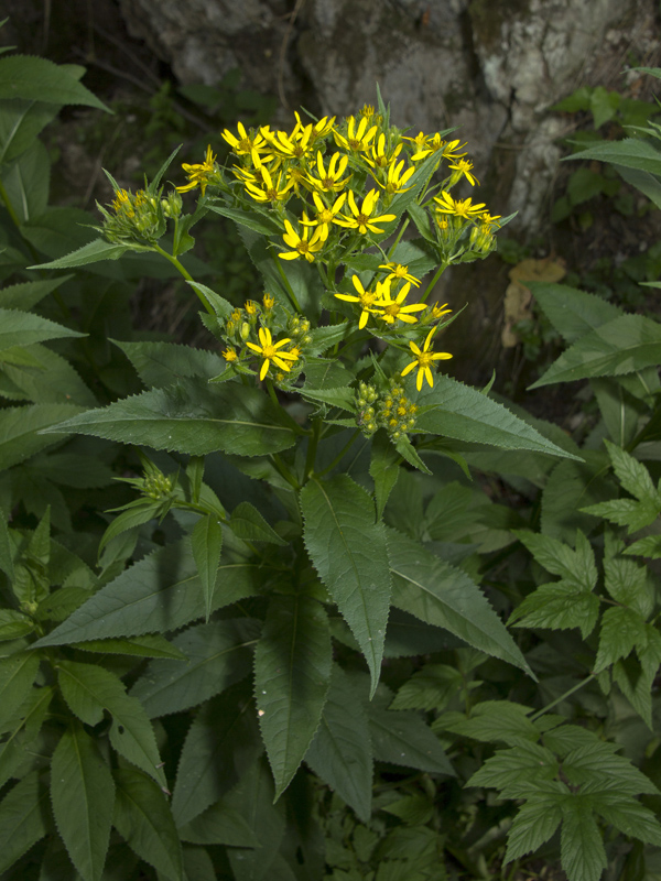 Изображение особи Senecio nemorensis.