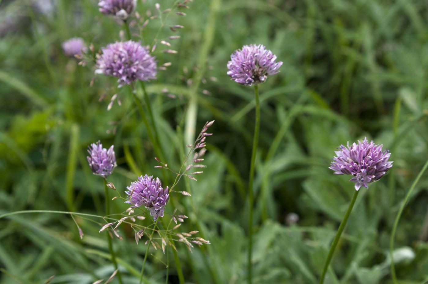 Изображение особи Allium gubanovii.