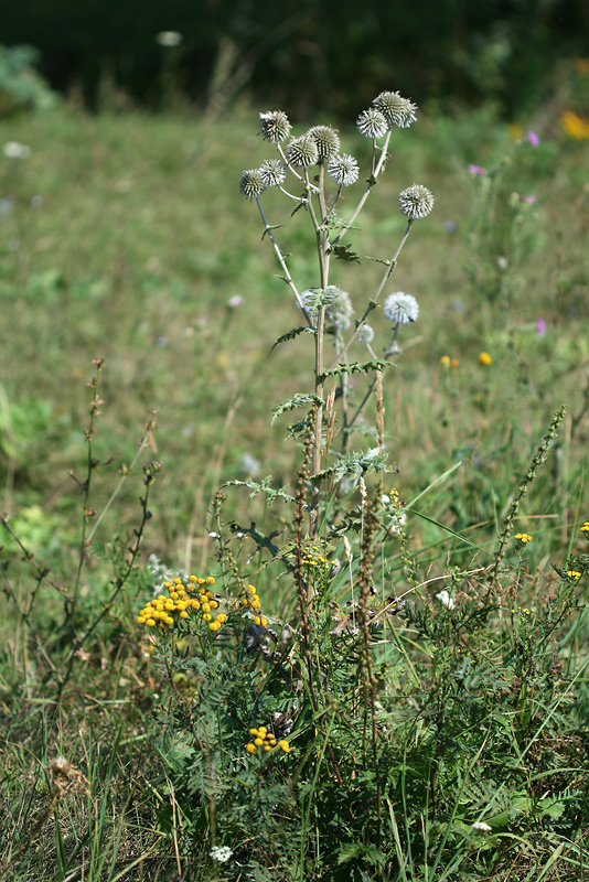 Изображение особи Echinops sphaerocephalus.