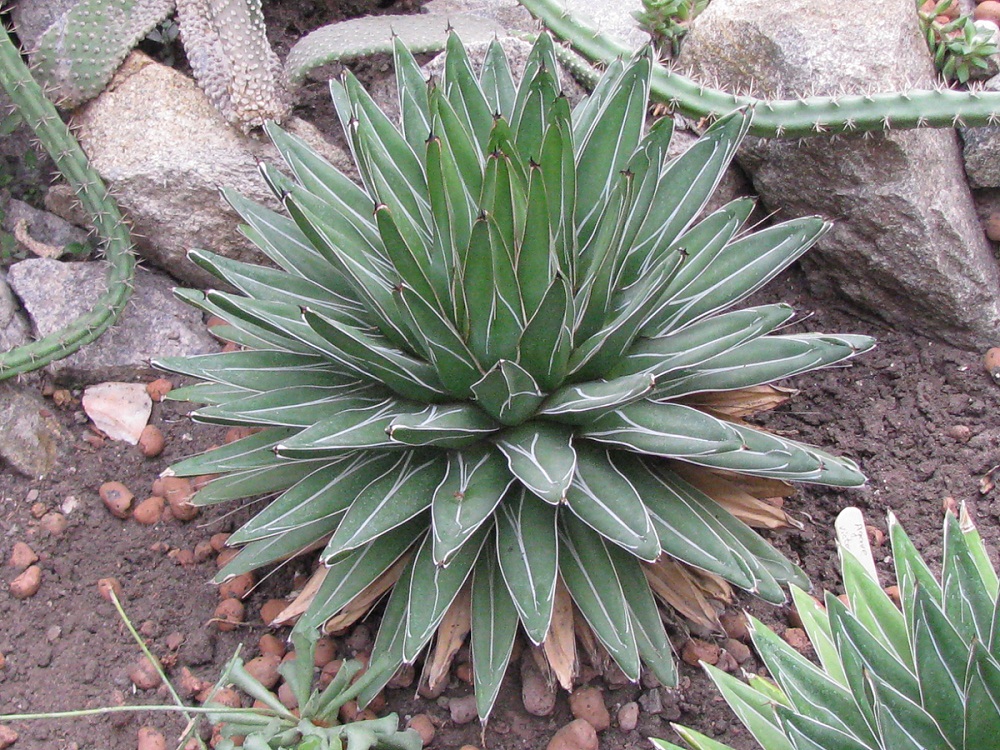 Изображение особи Agave victoriae-reginae.