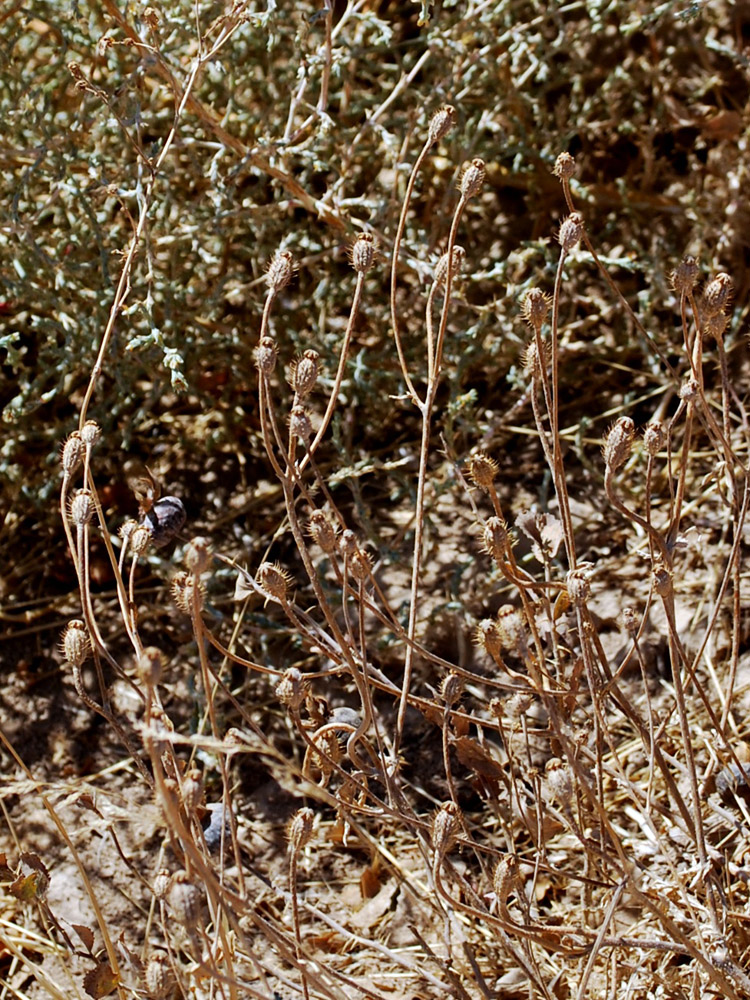 Image of Papaver pavoninum specimen.