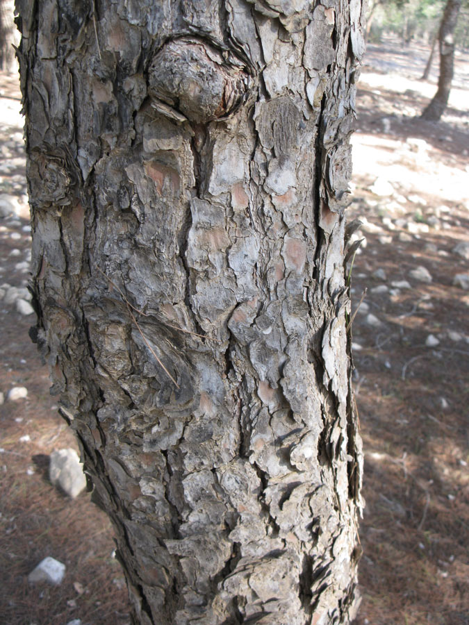 Image of Pinus halepensis specimen.