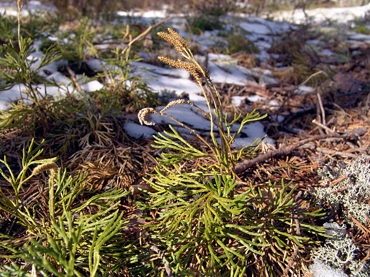 Image of Diphasiastrum complanatum specimen.