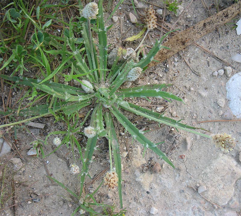 Image of Plantago notata specimen.