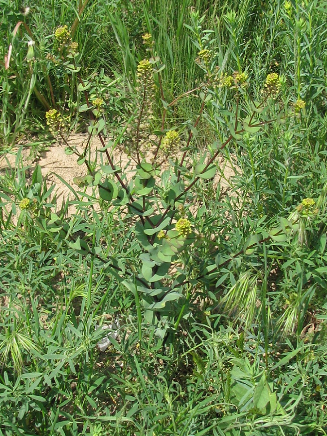 Изображение особи Lepidium perfoliatum.