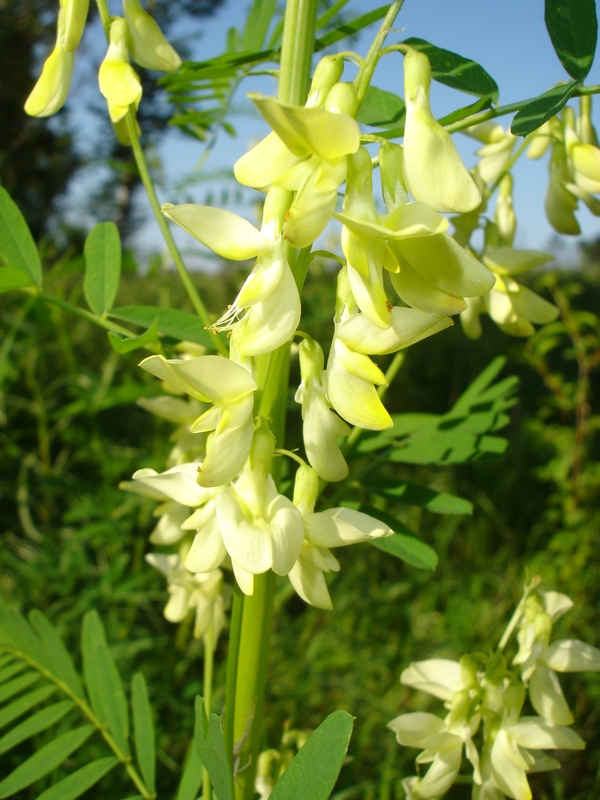 Изображение особи Astragalus chinensis.