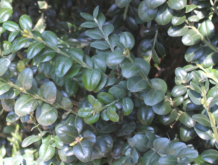 Image of Buxus sempervirens specimen.