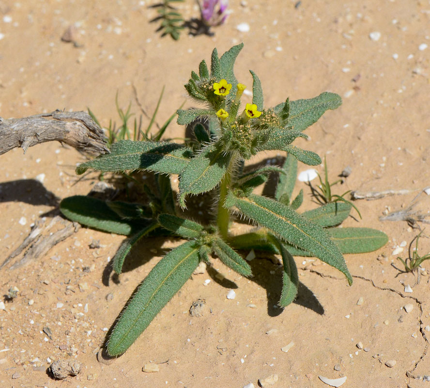 Image of Arnebia decumbens specimen.