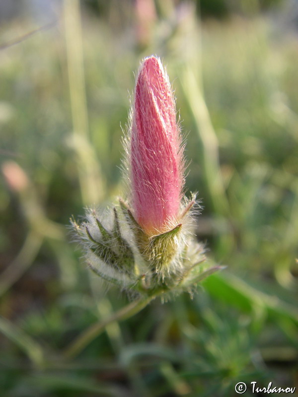 Изображение особи Convolvulus cantabrica.