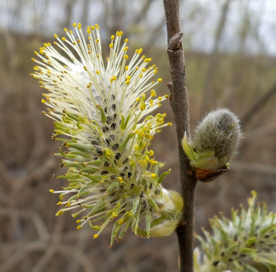 Image of Salix cinerea specimen.