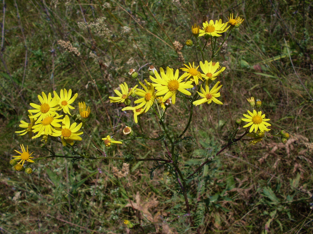 Изображение особи Senecio borysthenicus.