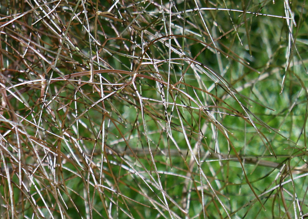 Image of Foeniculum vulgare specimen.