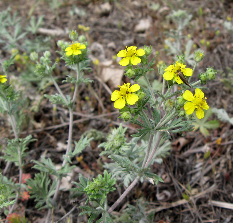 Image of Potentilla argentea specimen.