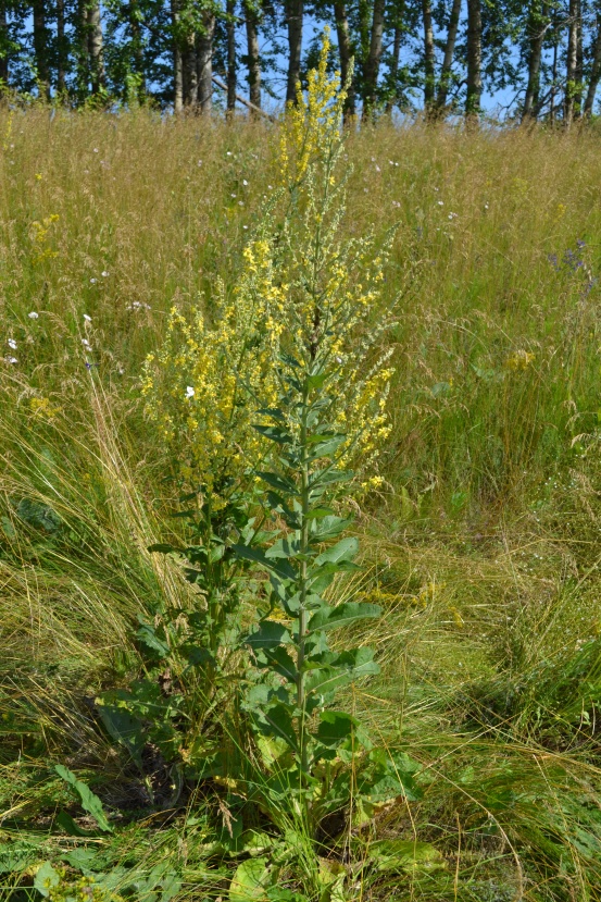 Изображение особи Verbascum lychnitis.