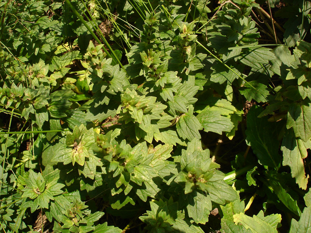 Image of Ajuga genevensis specimen.