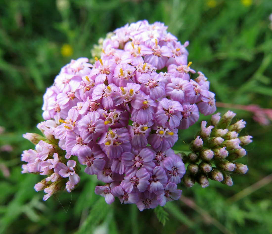 Image of Achillea asiatica specimen.