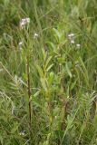 Erigeron politus