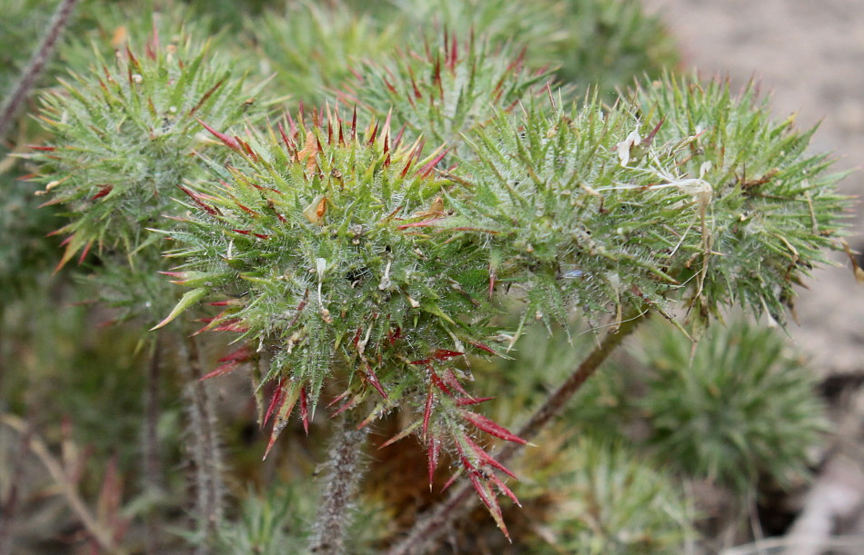 Изображение особи Navarretia squarrosa.