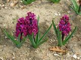 Hyacinthus orientalis. Цветущие растения (культивар). Владивосток, Ботанический сад-институт ДВО РАН. 17 мая 2013 г.