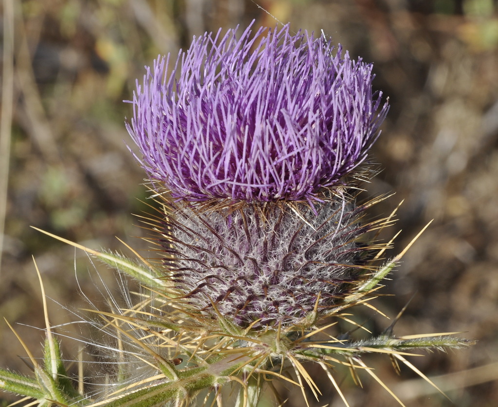 Изображение особи Cirsium eriophorum.