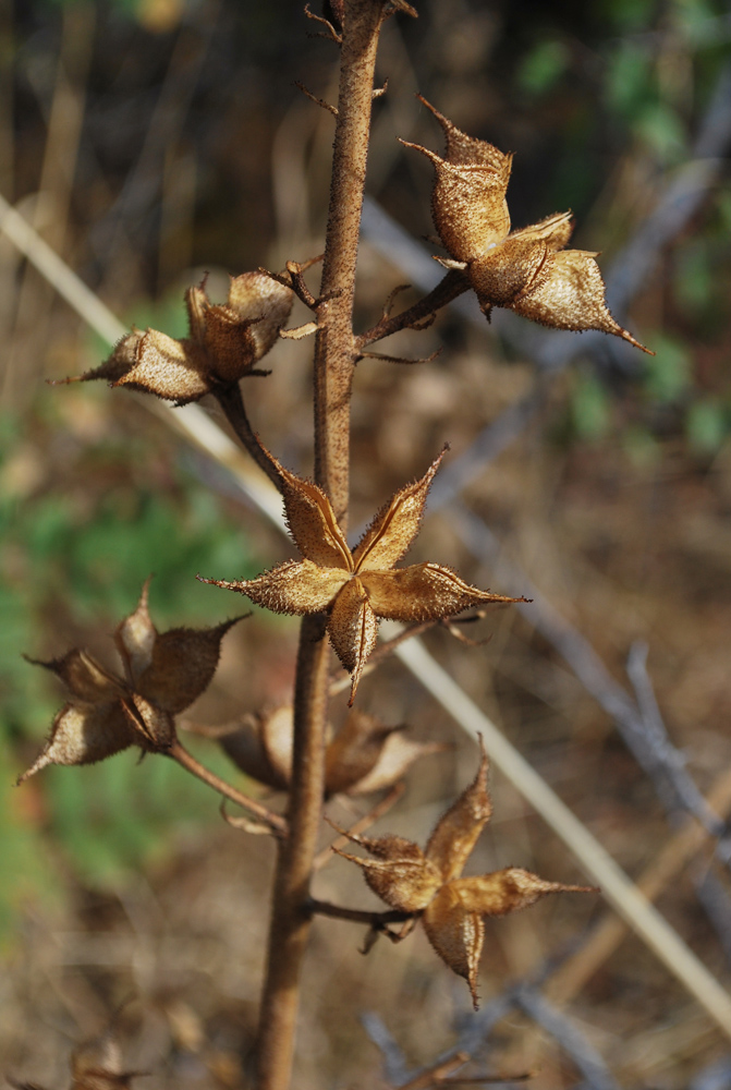 Image of Dictamnus angustifolius specimen.