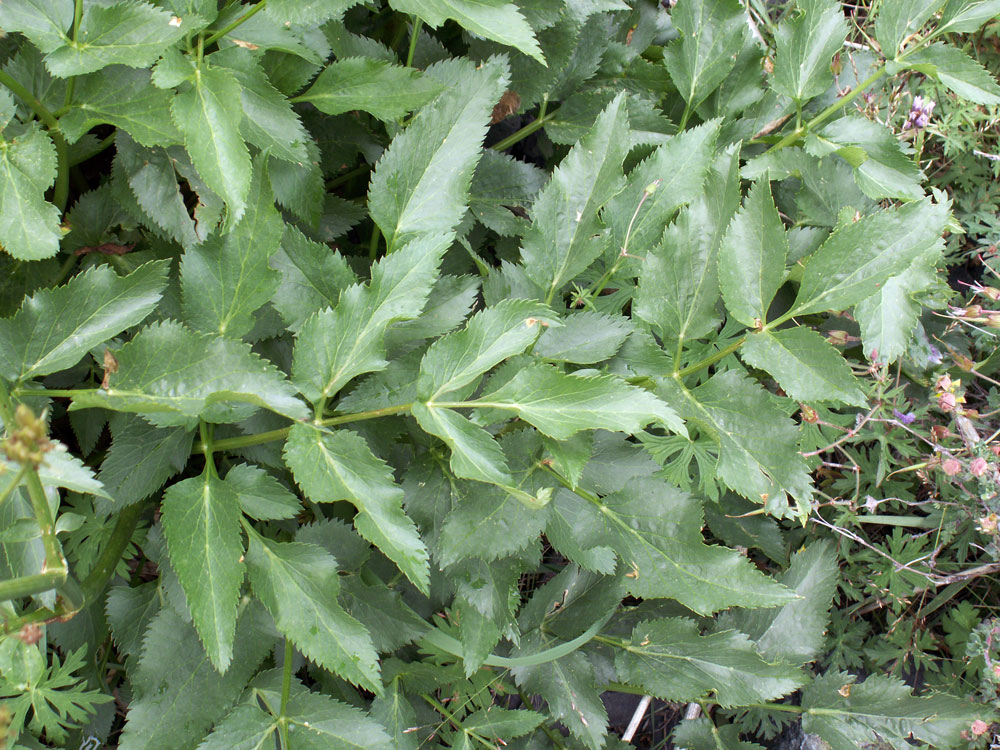 Image of Angelica multicaulis specimen.