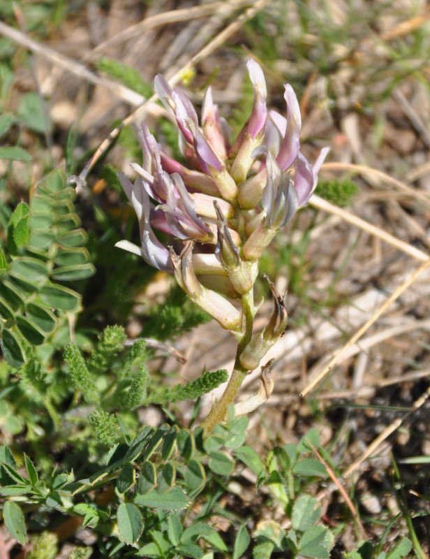 Image of Astragalus brachycarpus specimen.