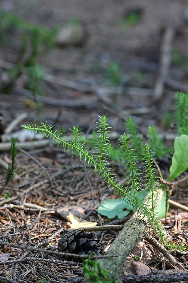 Изображение особи Lycopodium annotinum.