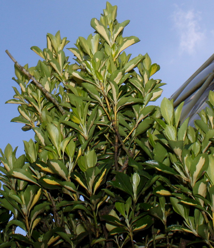 Image of Euonymus japonicus specimen.