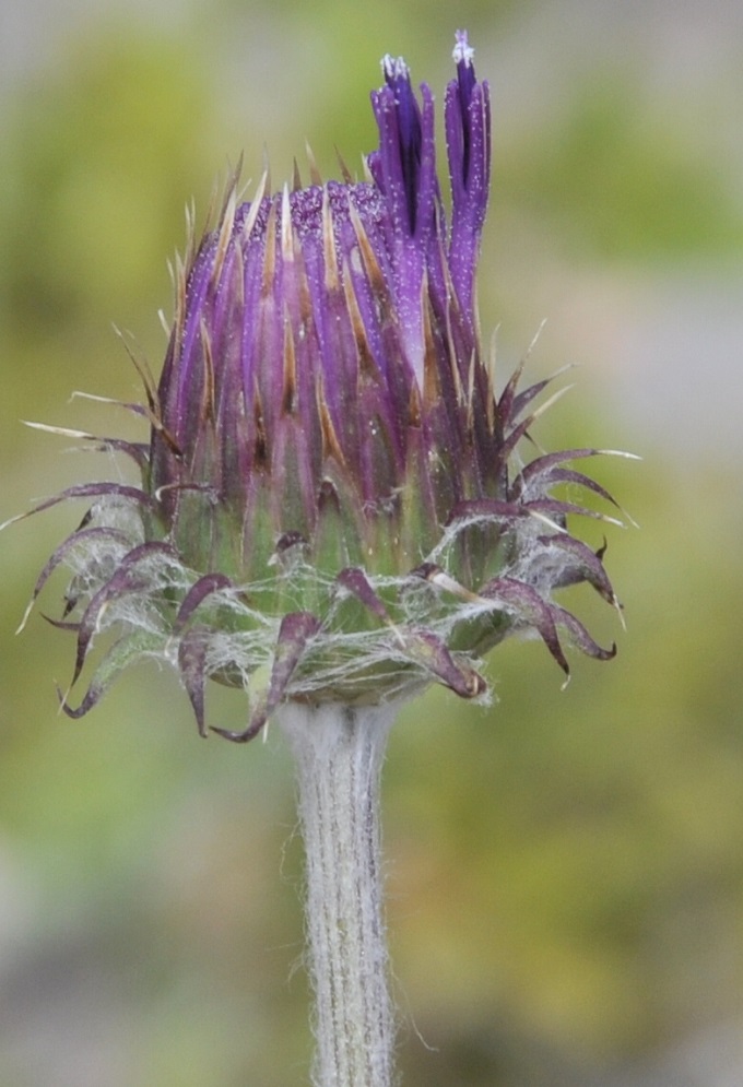 Image of Jurinea mollis specimen.