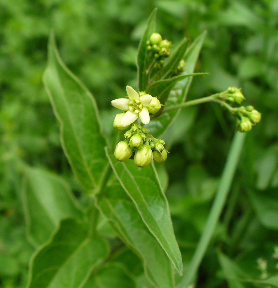 Image of Vincetoxicum hirundinaria specimen.