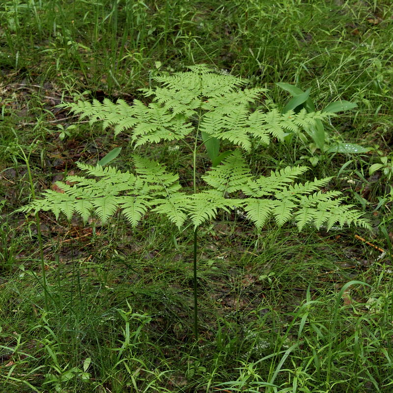 Image of Pteridium pinetorum ssp. sibiricum specimen.