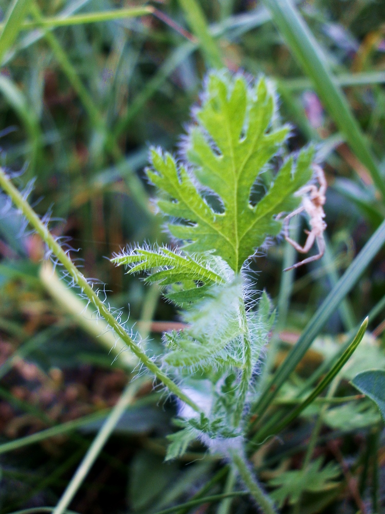 Изображение особи Erodium cicutarium.