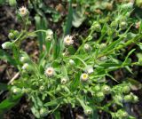 Erigeron acris