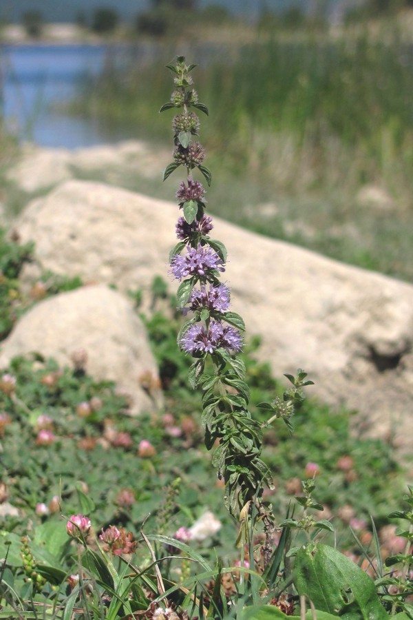 Image of Mentha pulegium specimen.