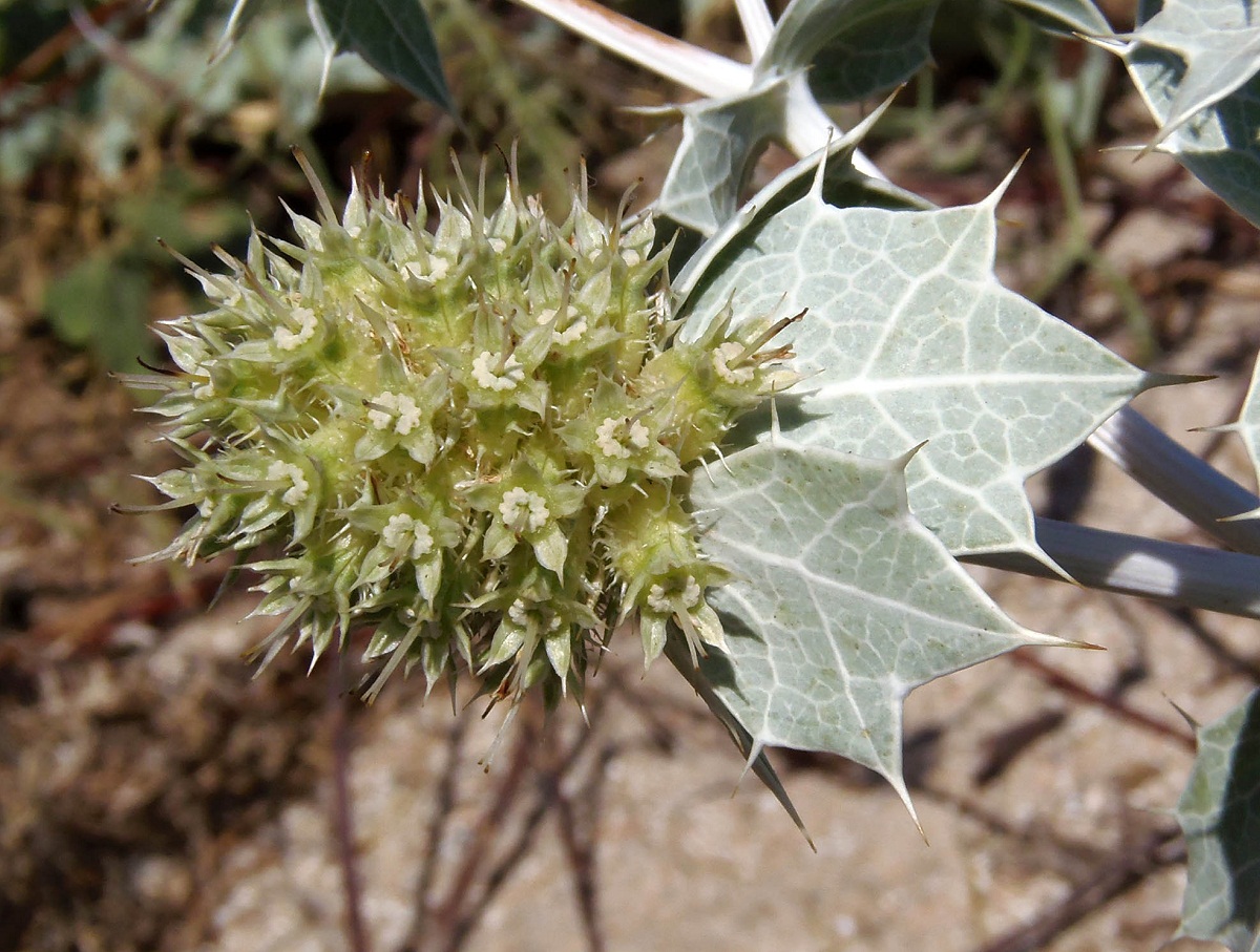 Изображение особи Eryngium maritimum.