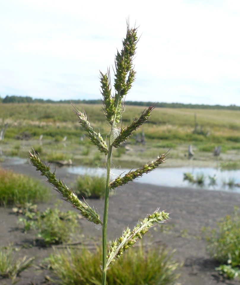 Изображение особи Echinochloa crus-galli.