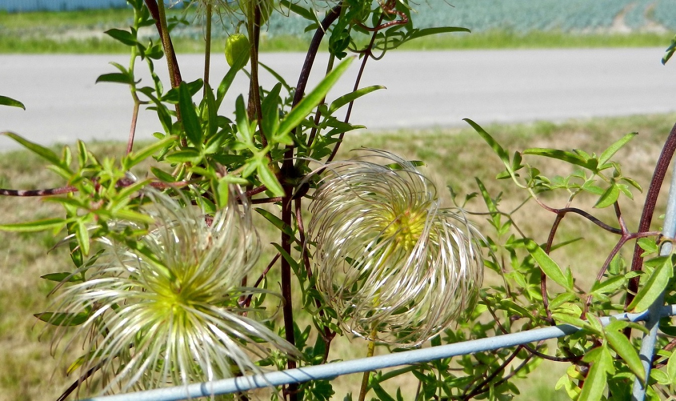 Image of Clematis tangutica specimen.