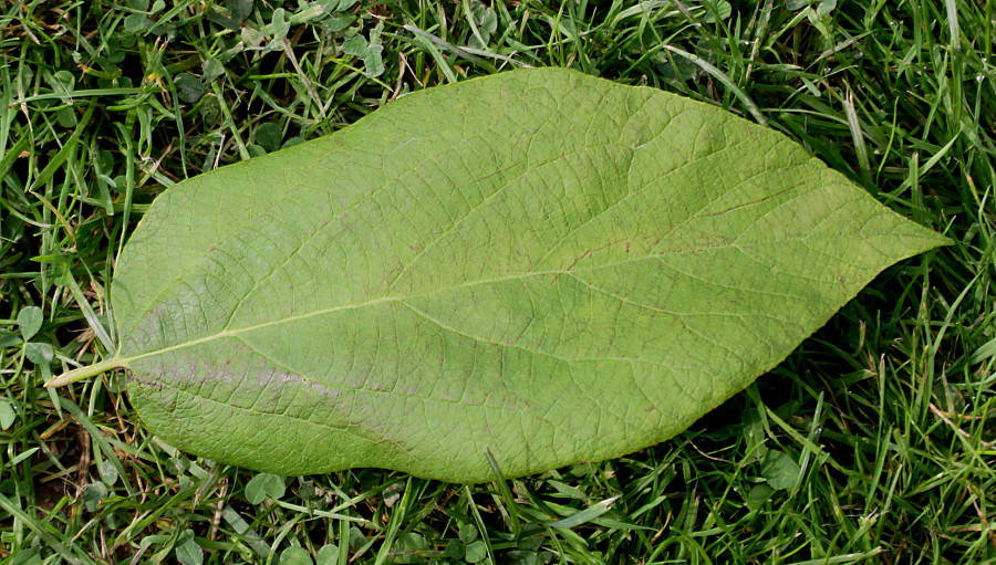 Изображение особи Sinowilsonia henryi.